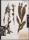 Foto von Salix cinerea L. x Salix viminalis L.